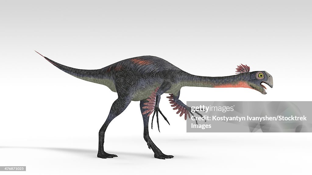 Gigantoraptor dinosaur, white background.