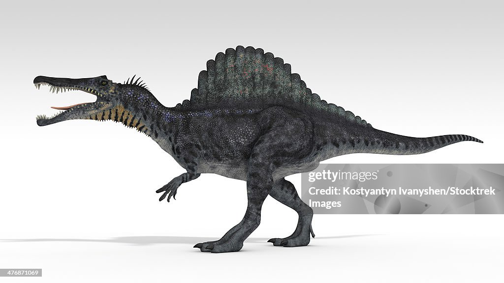 Spinosaurus dinosaur, white background.