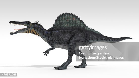 Spinosaurus dinosaur, white background. Spinosaurus dinosaur, white background.