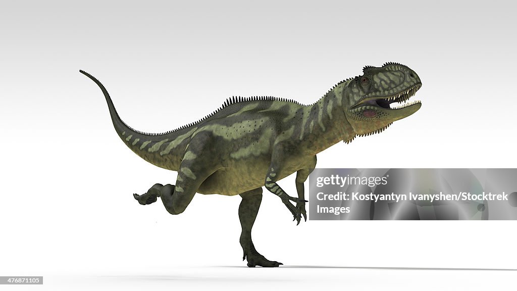 Yangchuanosaurus, dinosaur, white background.