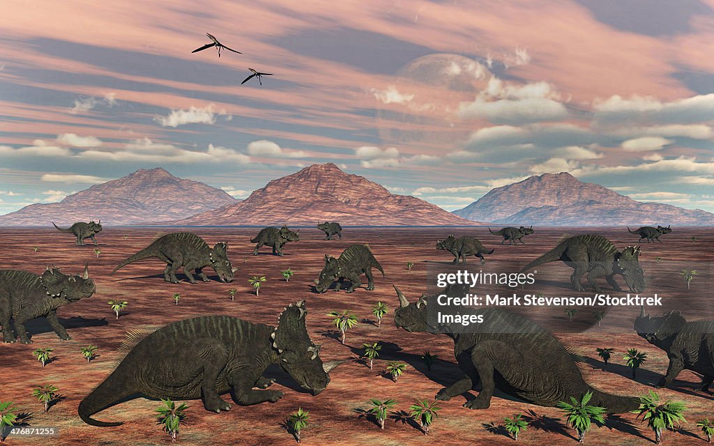 A herd of herbivorous Centrosaurus dinosaurs.