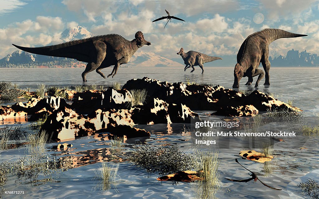 Corythosaurus duckbill dinosaurs at a watering and feeding ground.