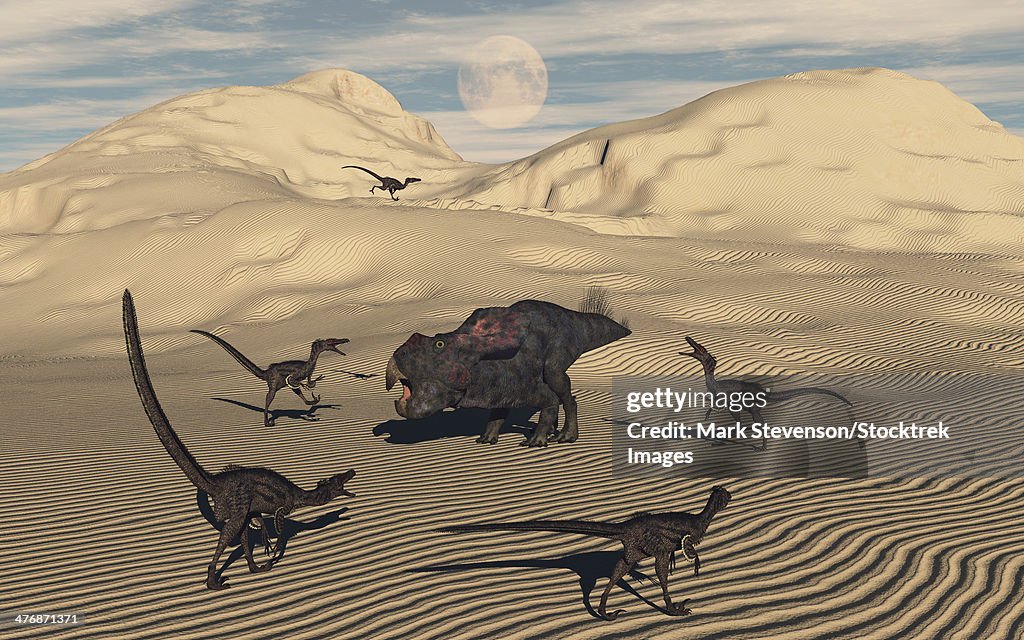 A pack of Velociraptors encircling a lone Protoceratops before they move in for the kill.