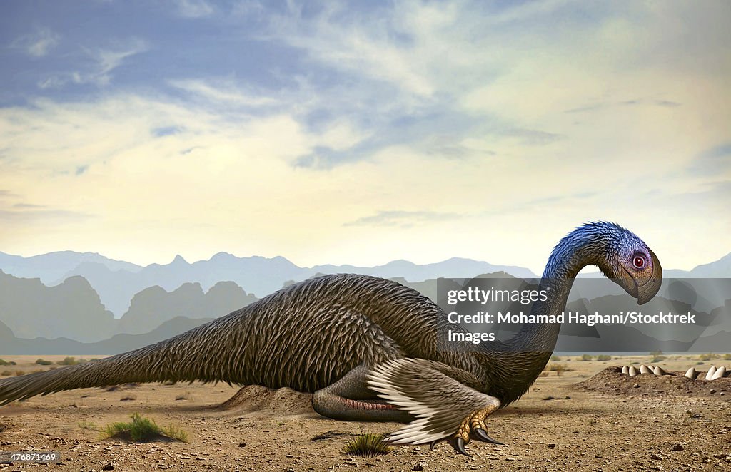 Gigantoraptor, a genus of giant oviraptorosaurian theropod dinosaur from the Cretaceous Period.