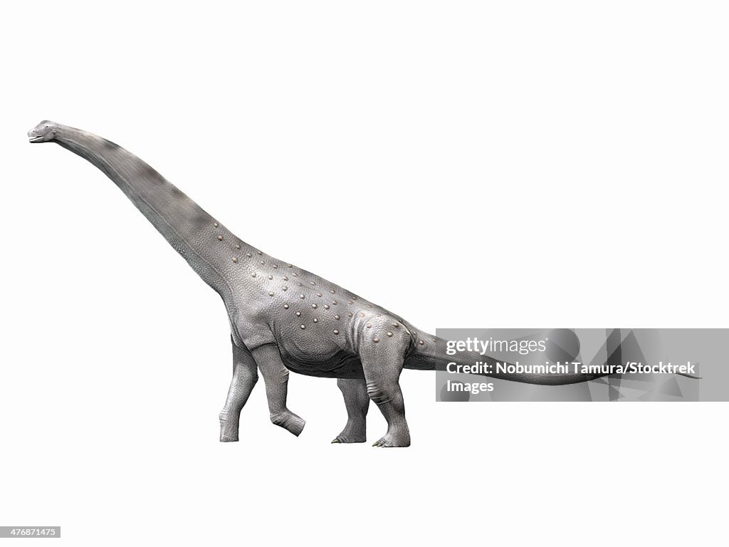 Alamosaurus sanjuanensis, a sauropod from the Late Cretaceous of New Mexico, USA.