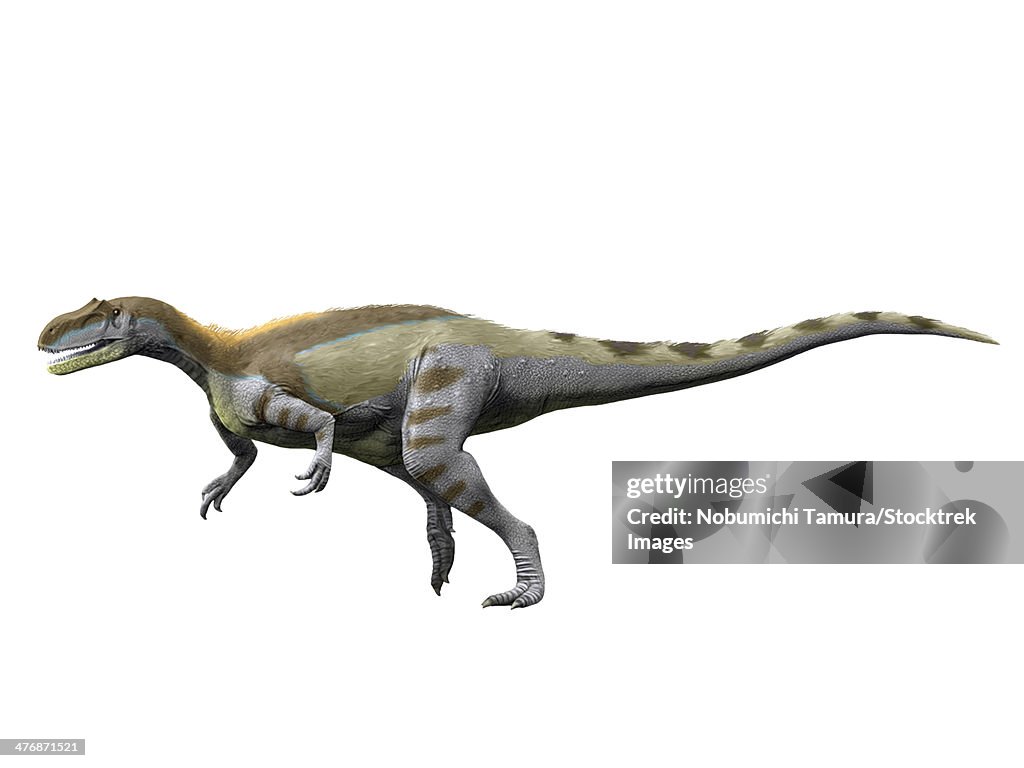 Magnosaurus nethercombensis, Middle Jurassic of England.