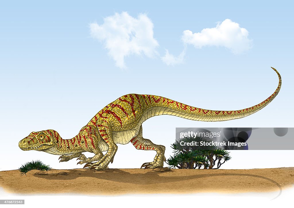 Eoraptor, one of the world's earliest dinosaurs that lived during the late Triassic Period of the Mesozoic Era.