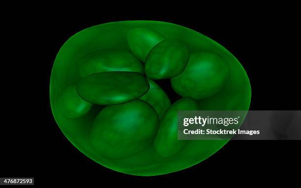 conceptual image of chloroplast. - chlorophyll stock illustrations