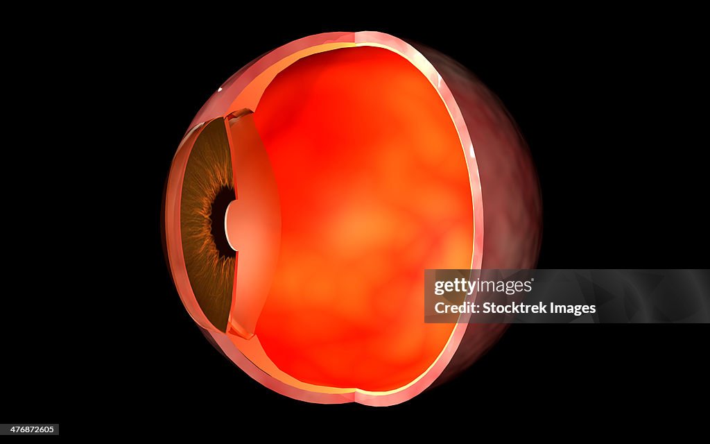 Conceptual image of human eye cross section.