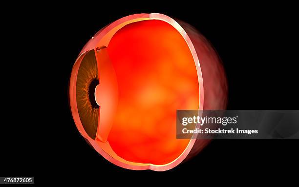 conceptual image of human eye cross section. - vitreous humour stock illustrations