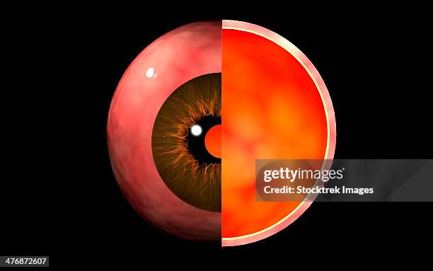 Normal Eye Dissection 27 Eye Dissection High Res Illustrations - Getty Images