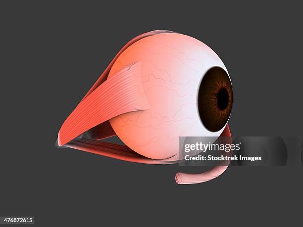 stockillustraties, clipart, cartoons en iconen met conceptual image of human eye anatomy. - choroid