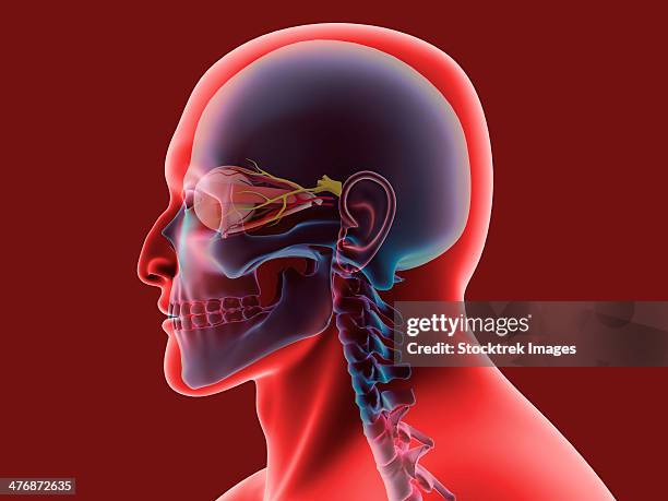 conceptual image of human eye and skull. - mandible stock-grafiken, -clipart, -cartoons und -symbole