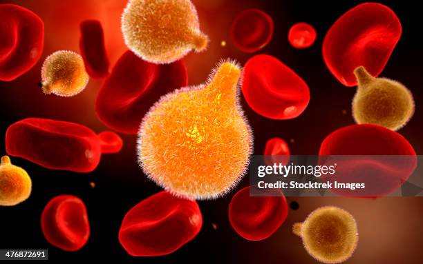 conceptual image of plasmodium causing malaria. - malaria parasite stock-grafiken, -clipart, -cartoons und -symbole