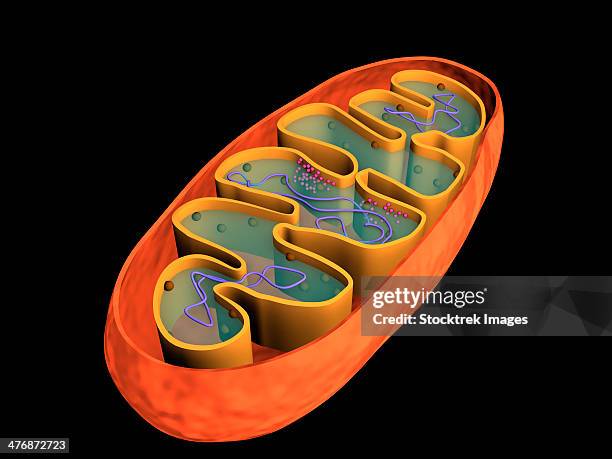 conceptual image of mitochondria. - membrane stock illustrations