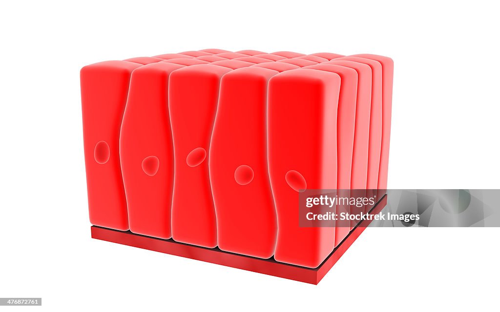 Conceptual image of simple columnar epithelium.