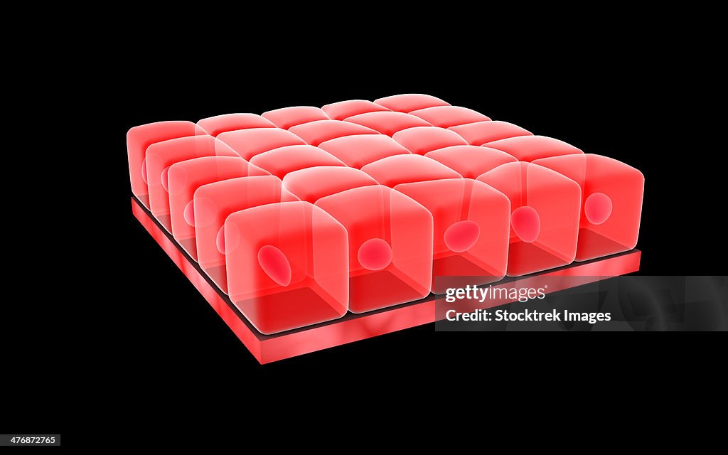 Conceptual image of simple cuboidal epithelia.