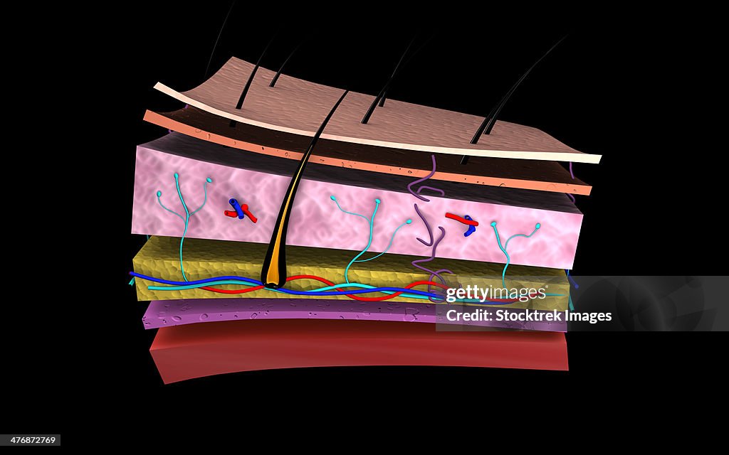 Conceptual image of the layers of human skin.