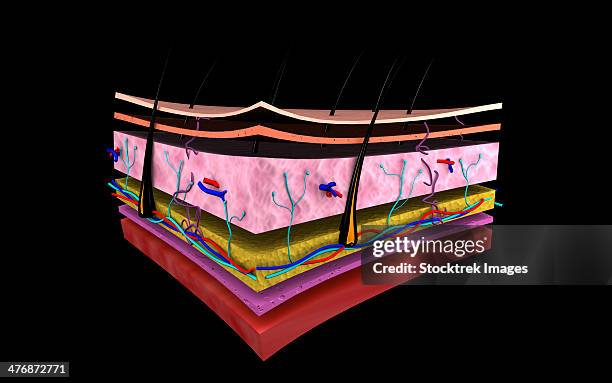 ilustraciones, imágenes clip art, dibujos animados e iconos de stock de conceptual image of the layers of human skin. - erector del pelo
