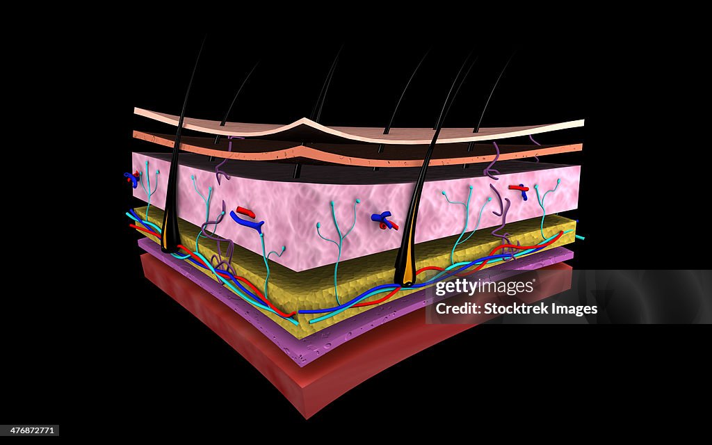Conceptual image of the layers of human skin.