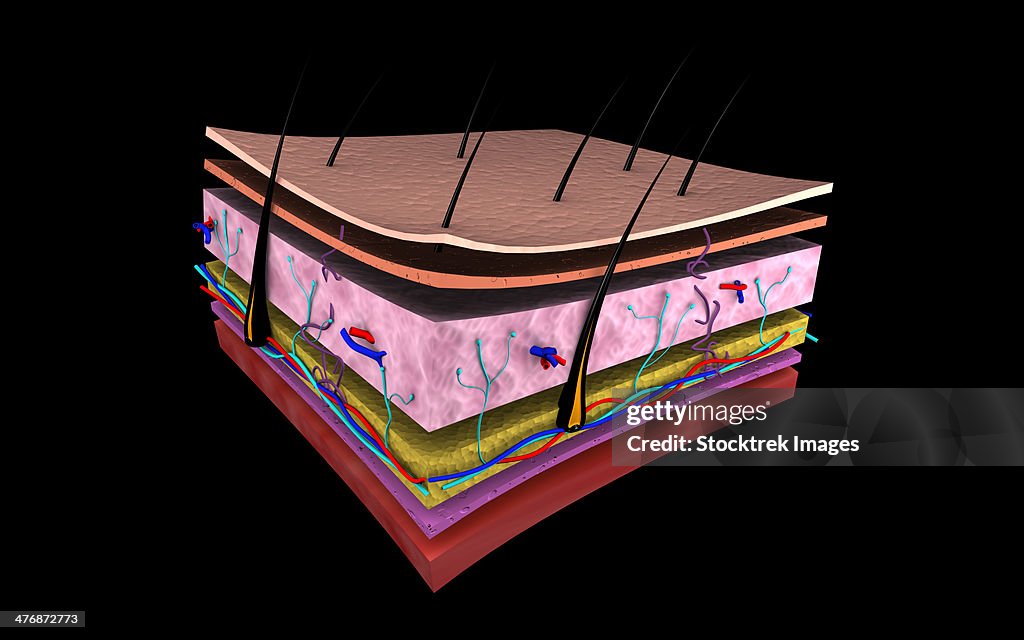 Conceptual image of the layers of human skin.