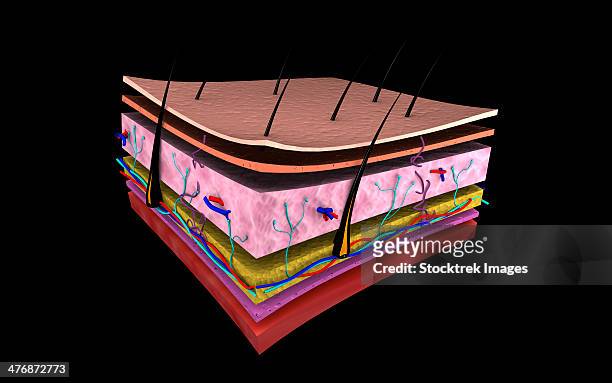 conceptual image of the layers of human skin. - sebaceous gland stock illustrations