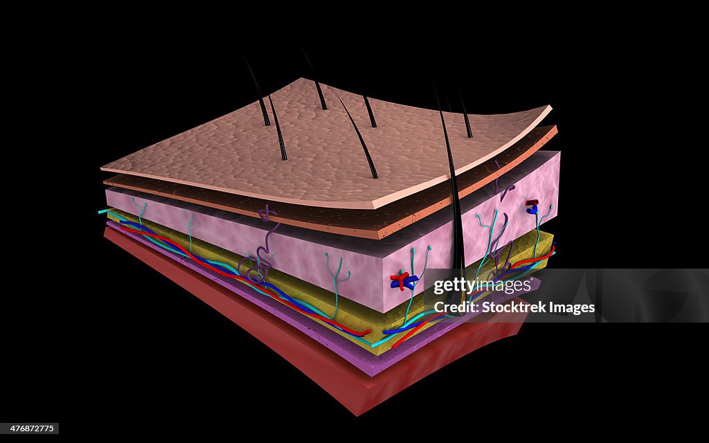 Conceptual image of the layers of human skin.