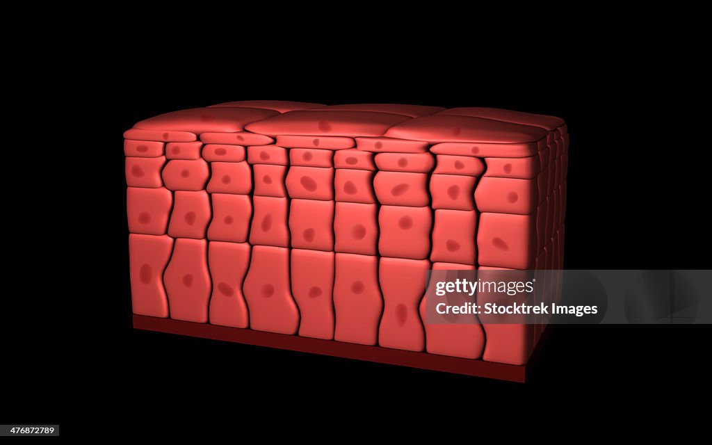Conceptual image of stratified squamous epithelium.