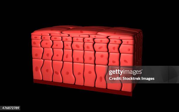 conceptual image of stratified squamous epithelium. - simple squamous epithelium stock illustrations