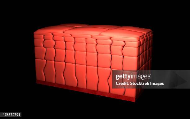 conceptual image of stratified squamous epithelium. - simple squamous epithelium stock illustrations