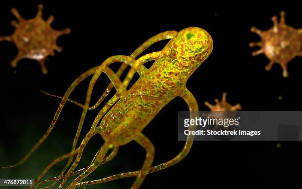 conceptual image of salmonella typhi causing typhoid. - salmonellen stock-grafiken, -clipart, -cartoons und -symbole