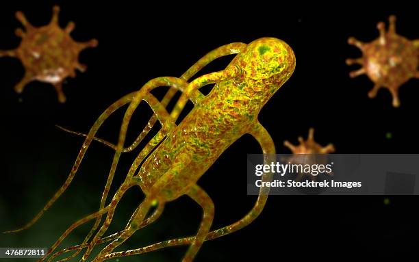 conceptual image of salmonella typhi causing typhoid. - salmonella enteritidis stock illustrations