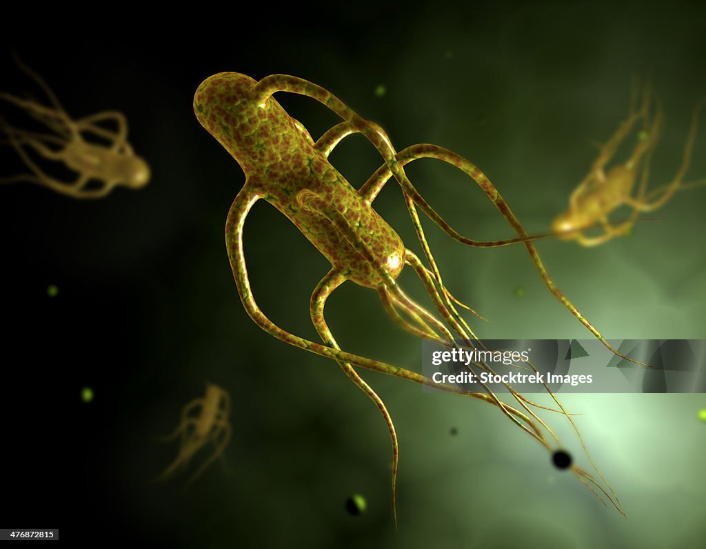 Conceptual image of salmonella typhi causing typhoid.