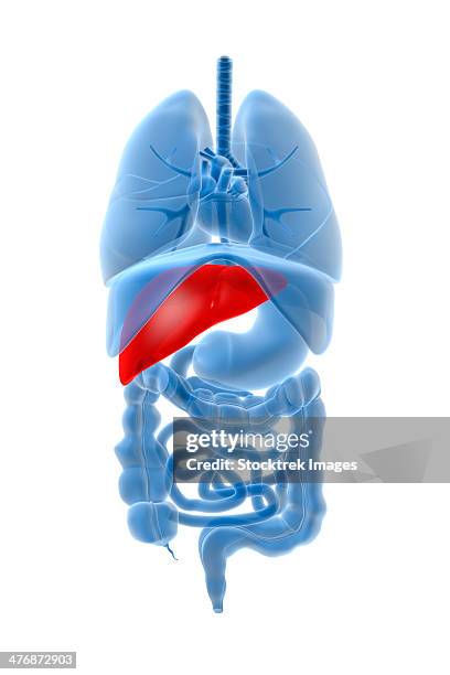 x-ray image of internal organs with pancreas highlighted in red. - x ray highlighted stock illustrations