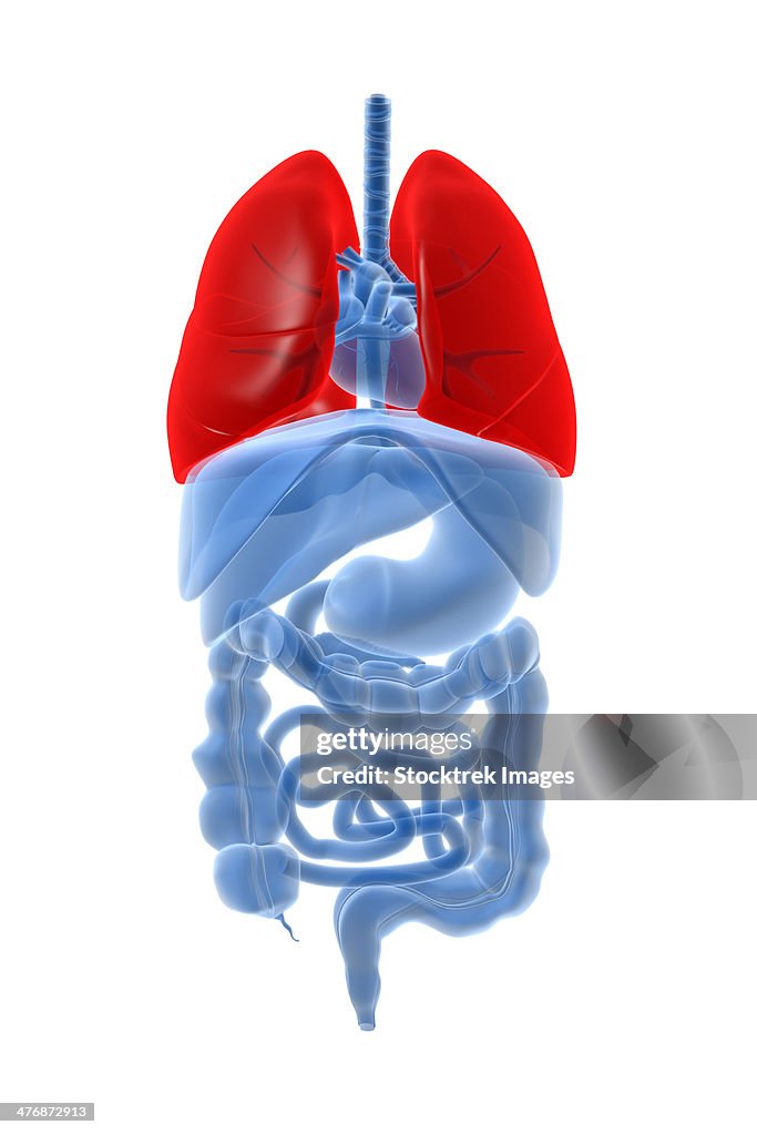 X-ray image of internal organs with lungs highlighted in red.
