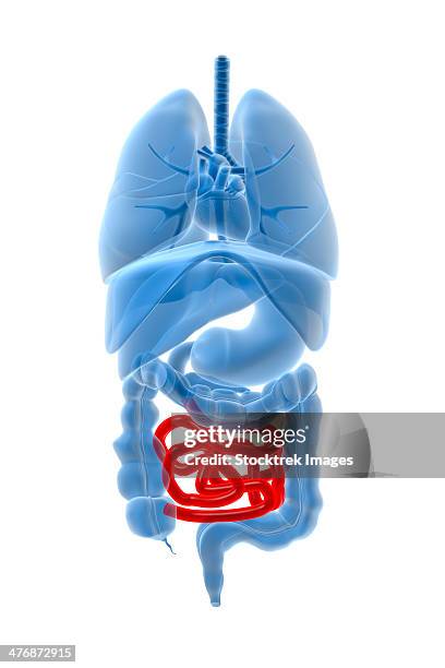 x-ray image of internal organs with small intestine highlighted in red. - appendix stock illustrations