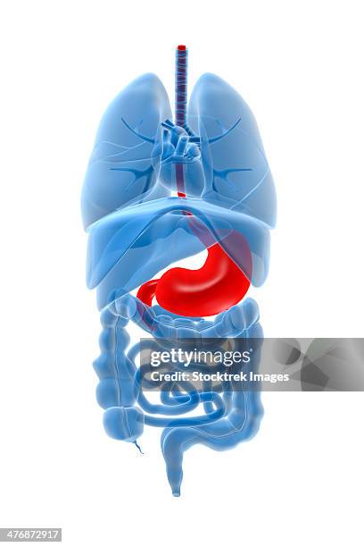 x-ray image of internal organs with stomach highlighted in red. - sublingual stock illustrations