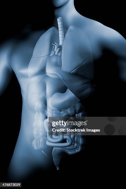Appendix Section Photos and Premium High Res Pictures - Getty Images