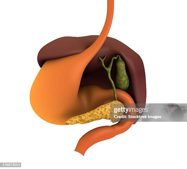 conceptual image of human digestive system showing gallbladder, pancrease, stomach and liver. - bile duct stock illustrations