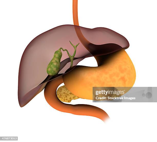 conceptual image of human digestive system showing gallbladder, pancrease, stomach and liver. - mucus stock illustrations