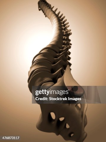 Backbone Real Conceptual Image Of Human Backbone High-Res Vector Graphic - Getty Images