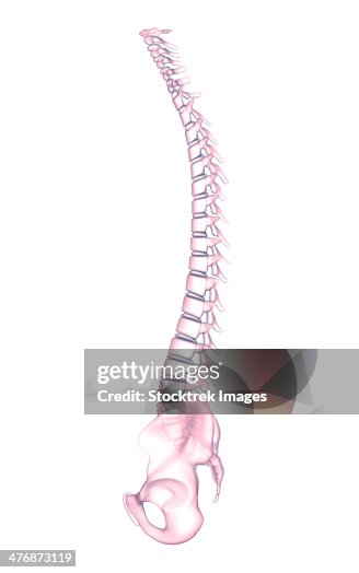 Single Backbones Conceptual Image Of Human Backbone High-Res Vector Graphic - Getty Images