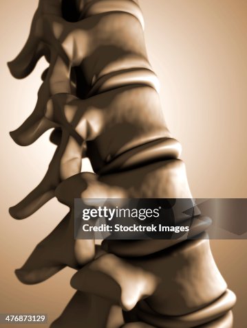 Different Backbone Conceptual Image Of Human Backbone High-Res Vector Graphic - Getty Images