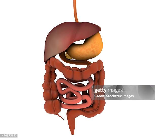 conceptual image of human digestive system. - appendix stock illustrations