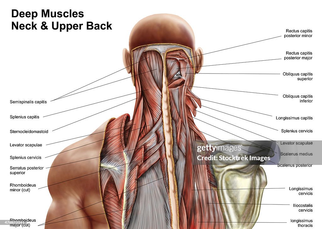 Human anatomy showing deep muscles in the neck and upper back.