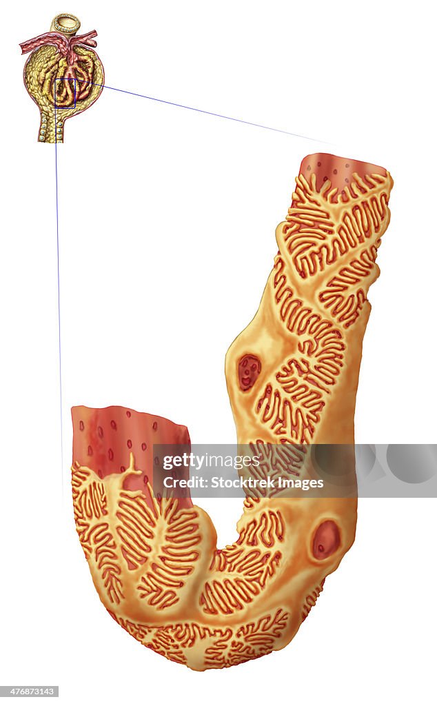 Renal Corpuscle and the filtration membrane. Glomerular capillary surrounded by podocytes.
