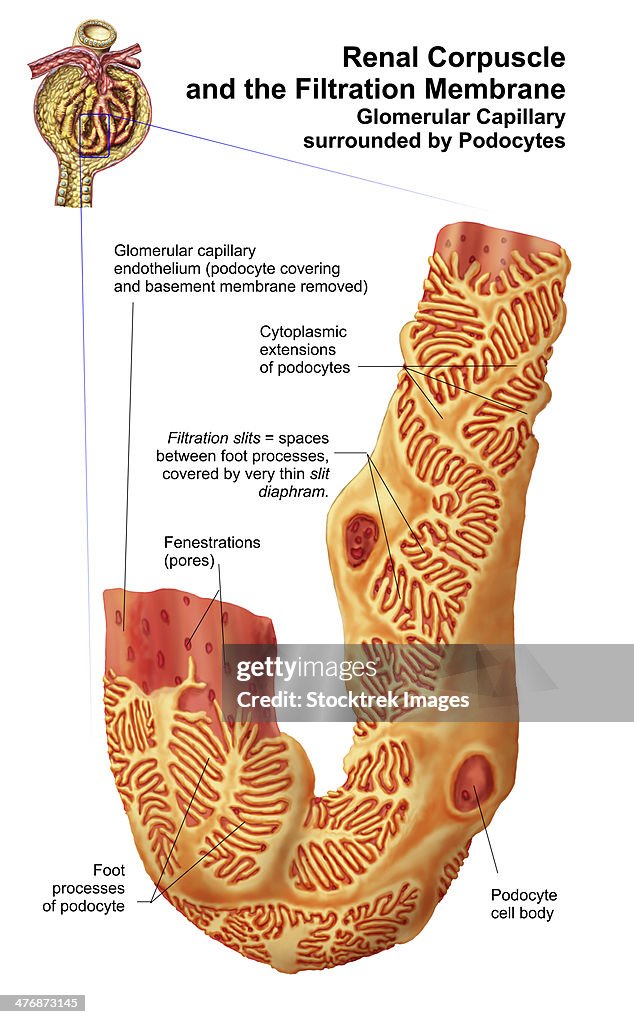 Renal Corpuscle and the filtration membrane. Glomerular capillary surrounded by podocytes.