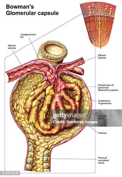 anatomy of bowman's glomerular capsule. - 毛細血管点のイラスト素材／クリップアート素材／マンガ素材／アイコン素材