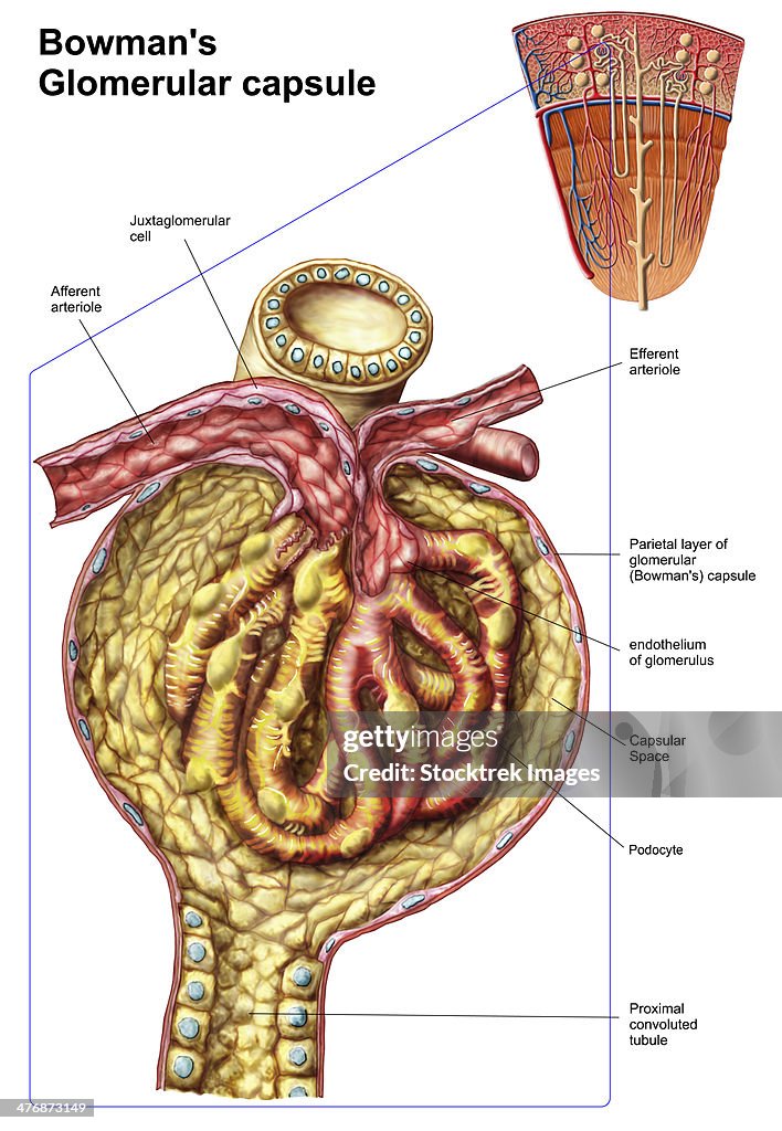 Anatomy of bowman's glomerular capsule.