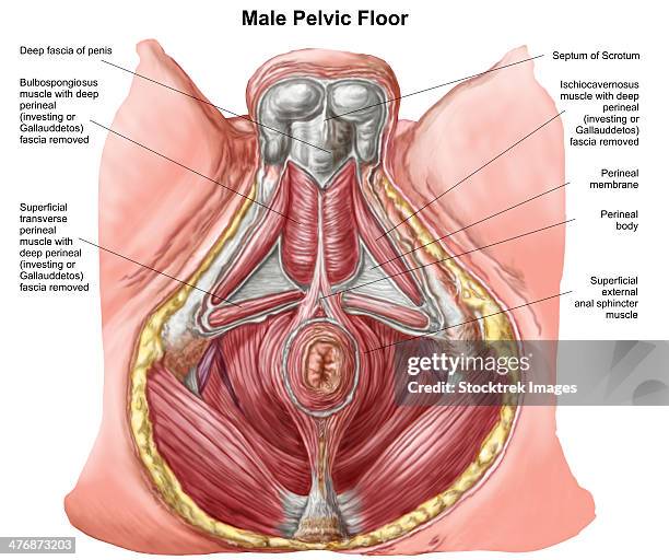 pelvic floor of human male. - anal stock illustrations